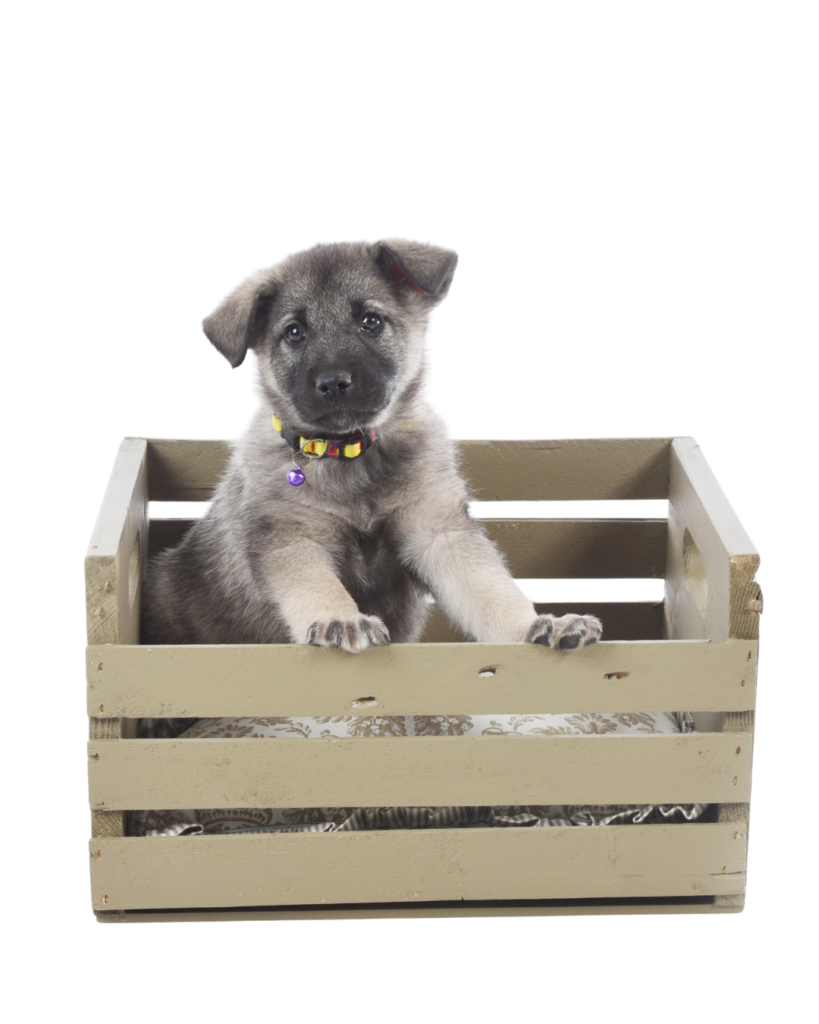 Norwegian Elkhound puppy