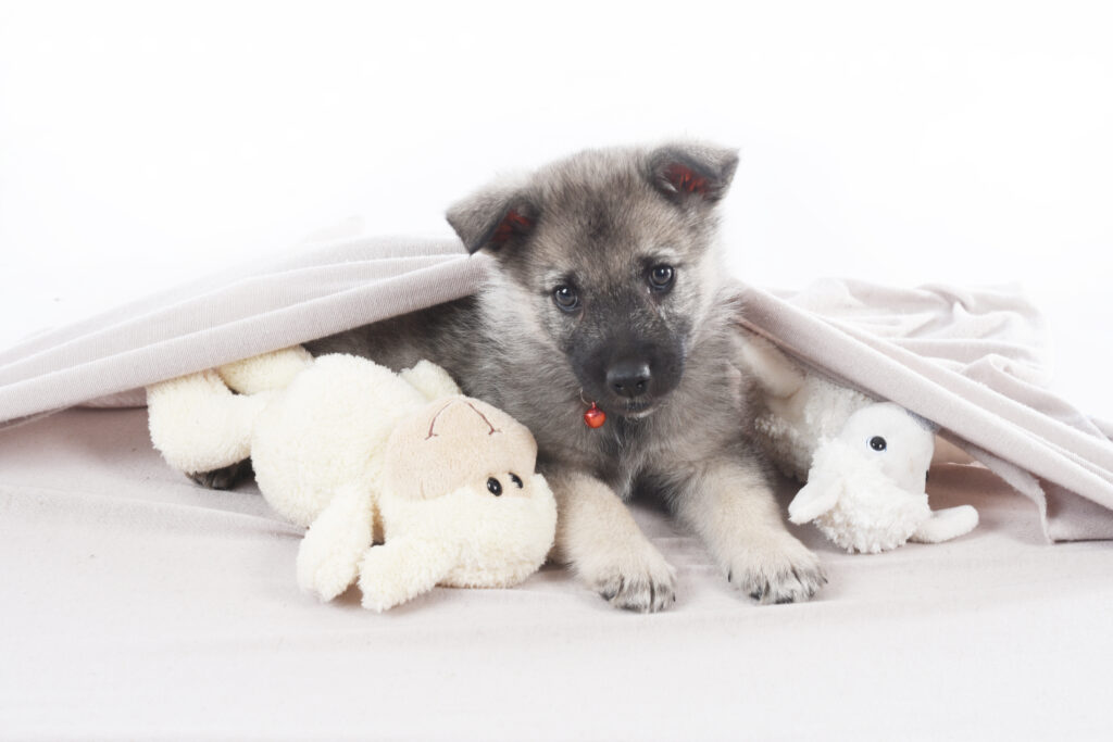 Norwegian Elkhound puppy underneath blanket
