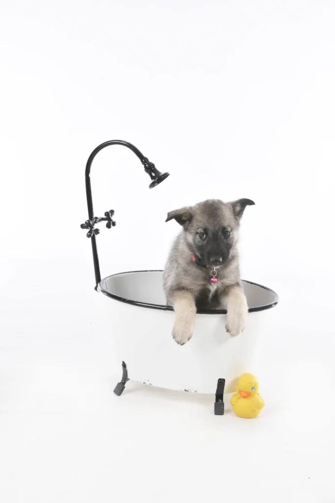 Norwegian puppy in bathtub