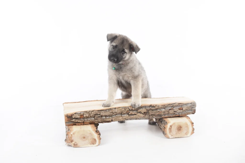 Norwegian Elkhound Puppy on a log