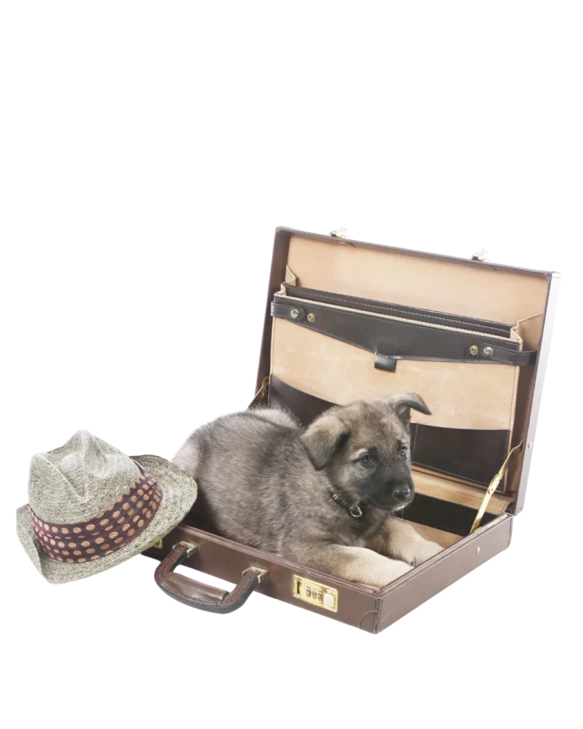 Norwegian Elkhound puppy in a suitcase