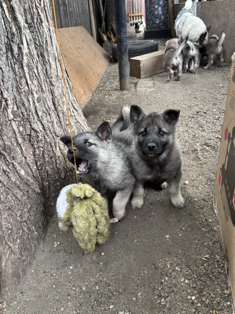 Norwegian Elkhound Puppies being playful