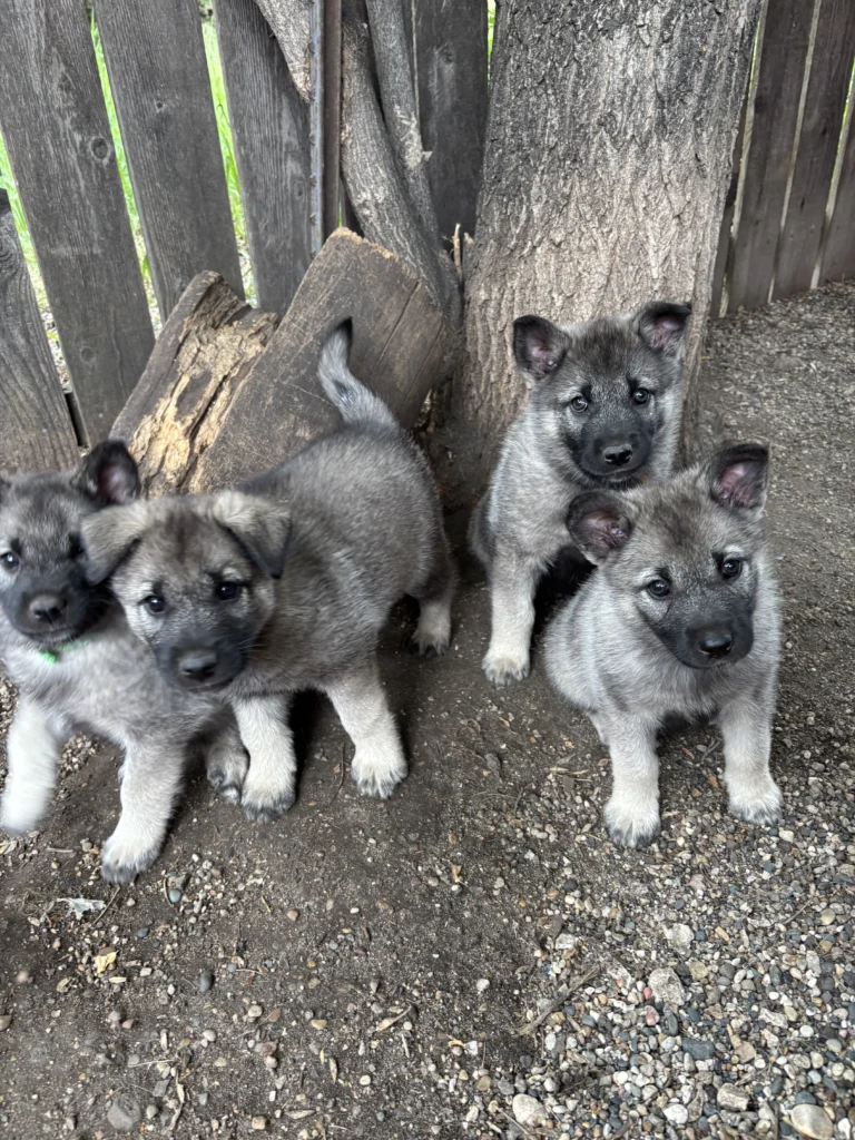 Norwegian Elkhound Puppies