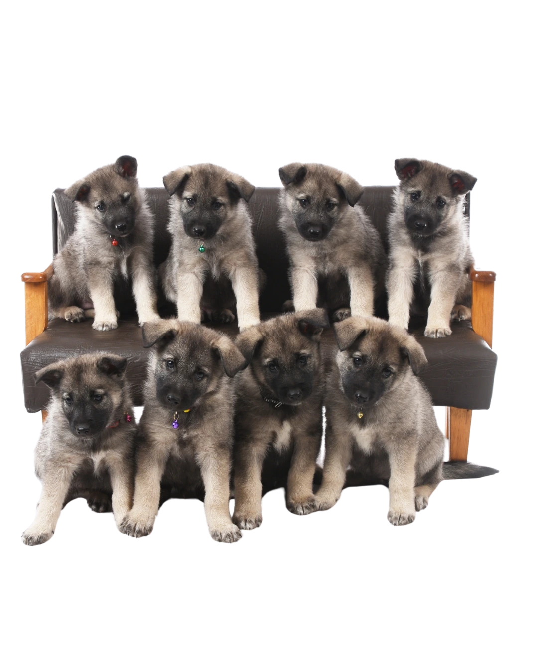 Norwegian Elkhounds puppies on bench