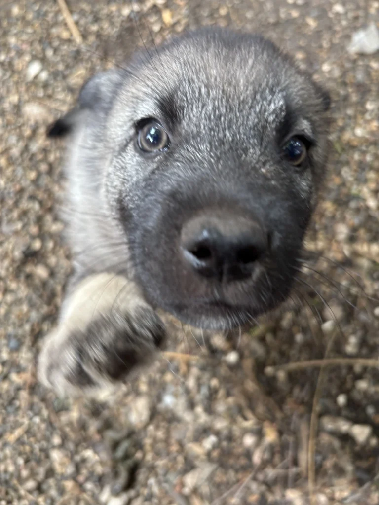 Norwegian Elkhound Puppy reaching out