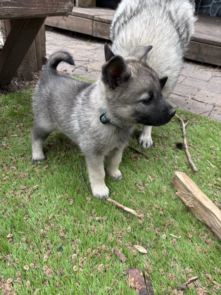 Norwegian Elkhound Puppy named Milly