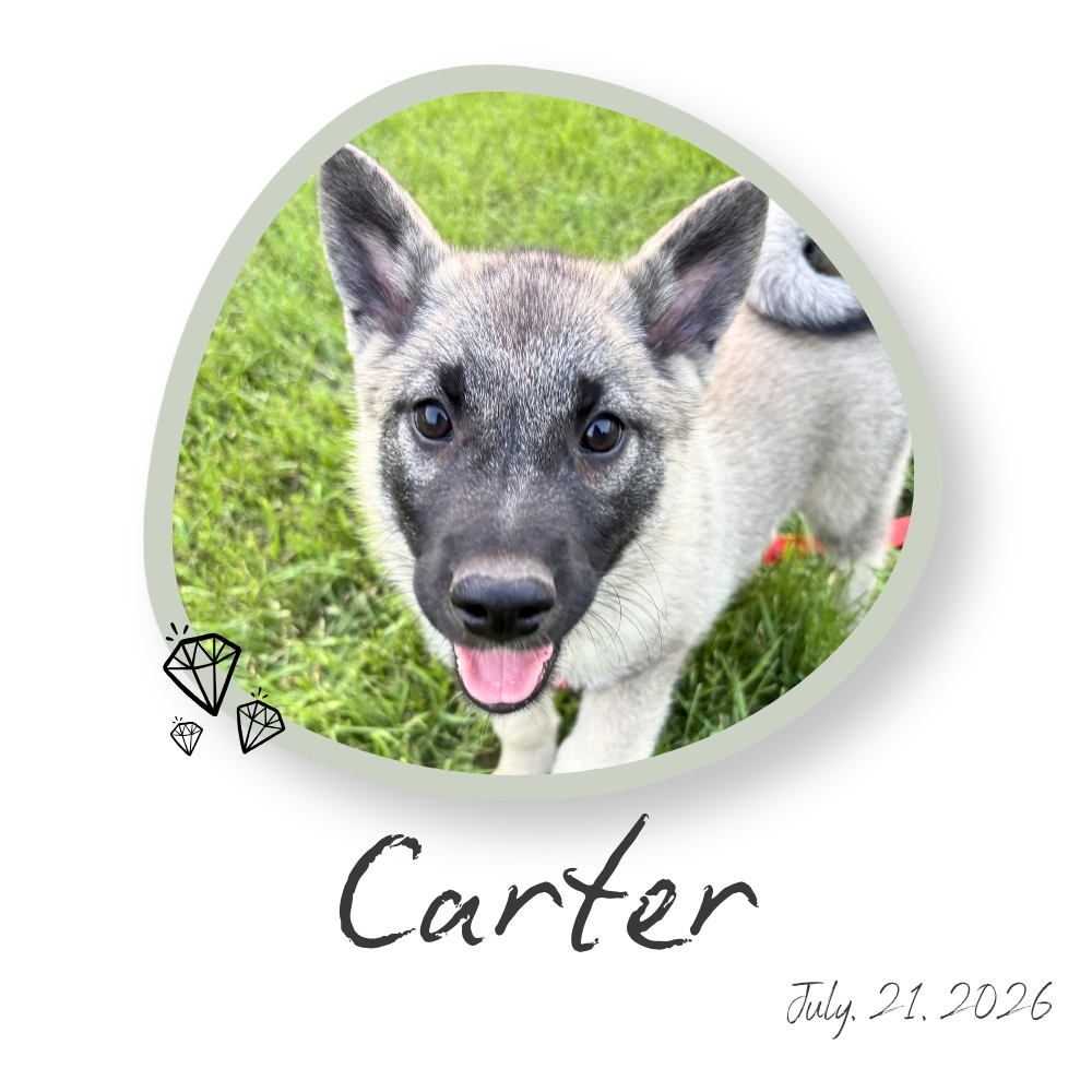 Carter, Norwegian Elkhound Puppy Manitoba