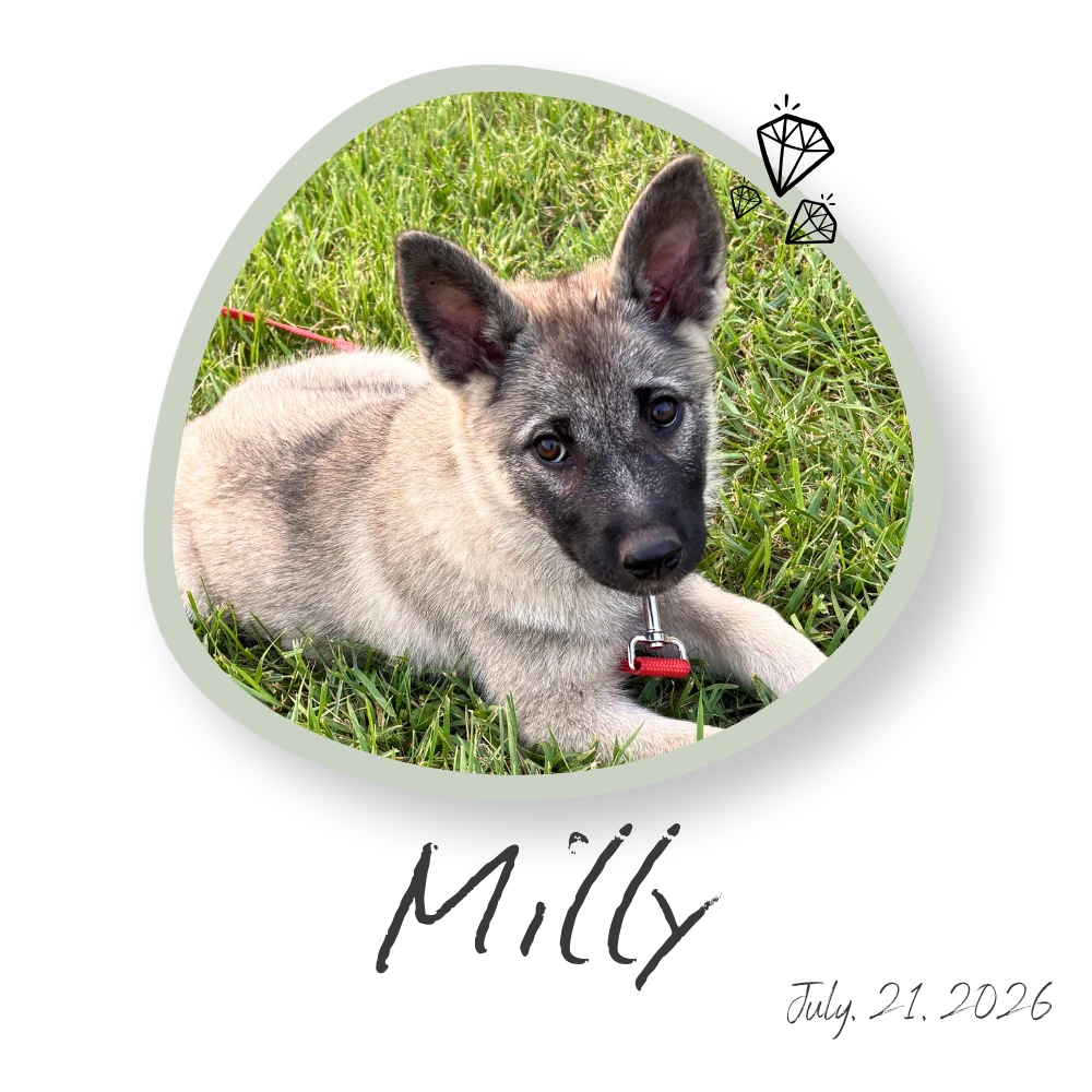 Milly, Norwegian Elkhound Puppy Manitoba
