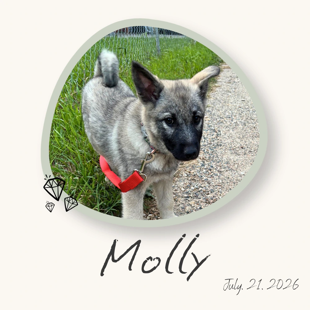 Molly, Norwegian Elkhound Puppy Manitoba