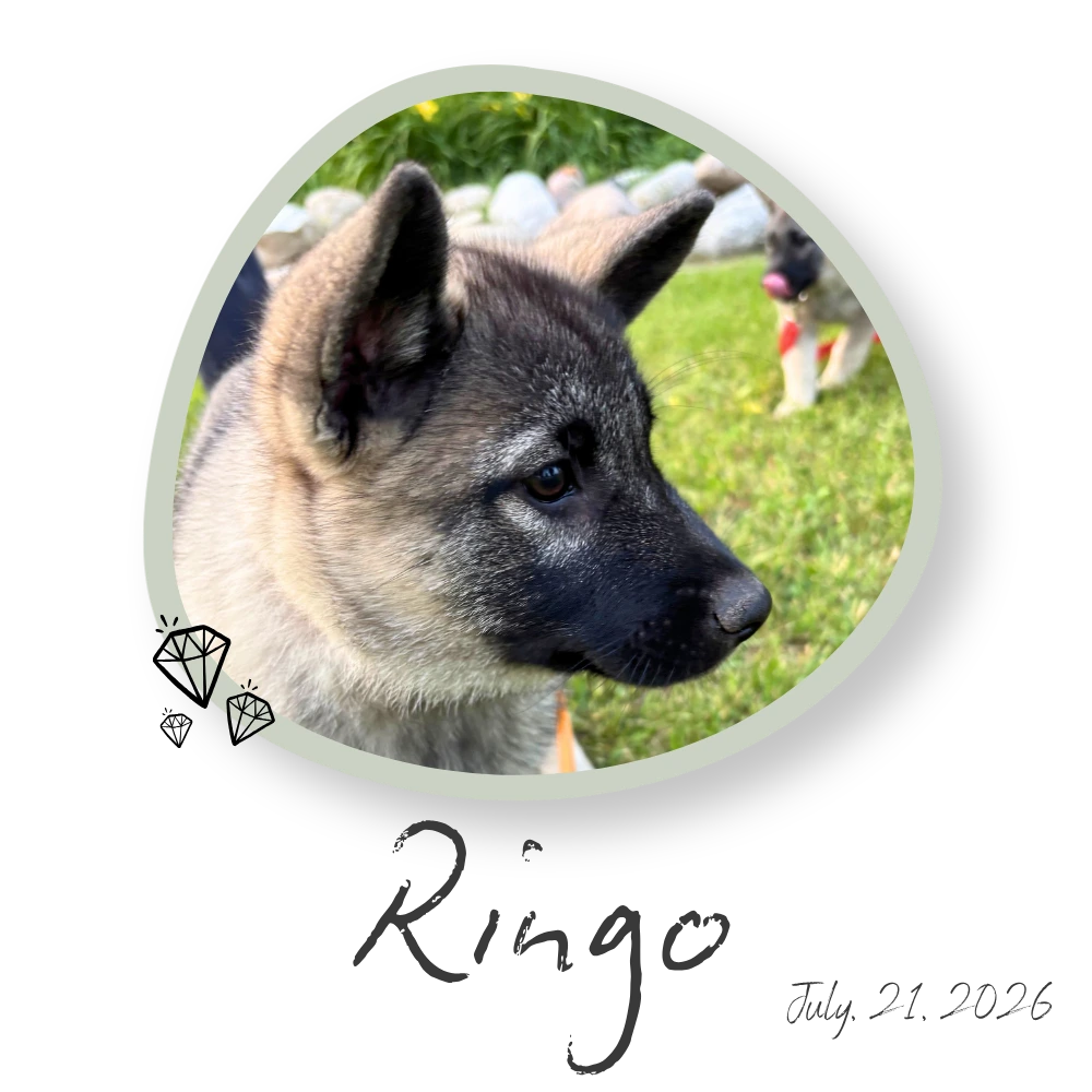 Ringo, Norwegian Elkhound Puppy Manitoba