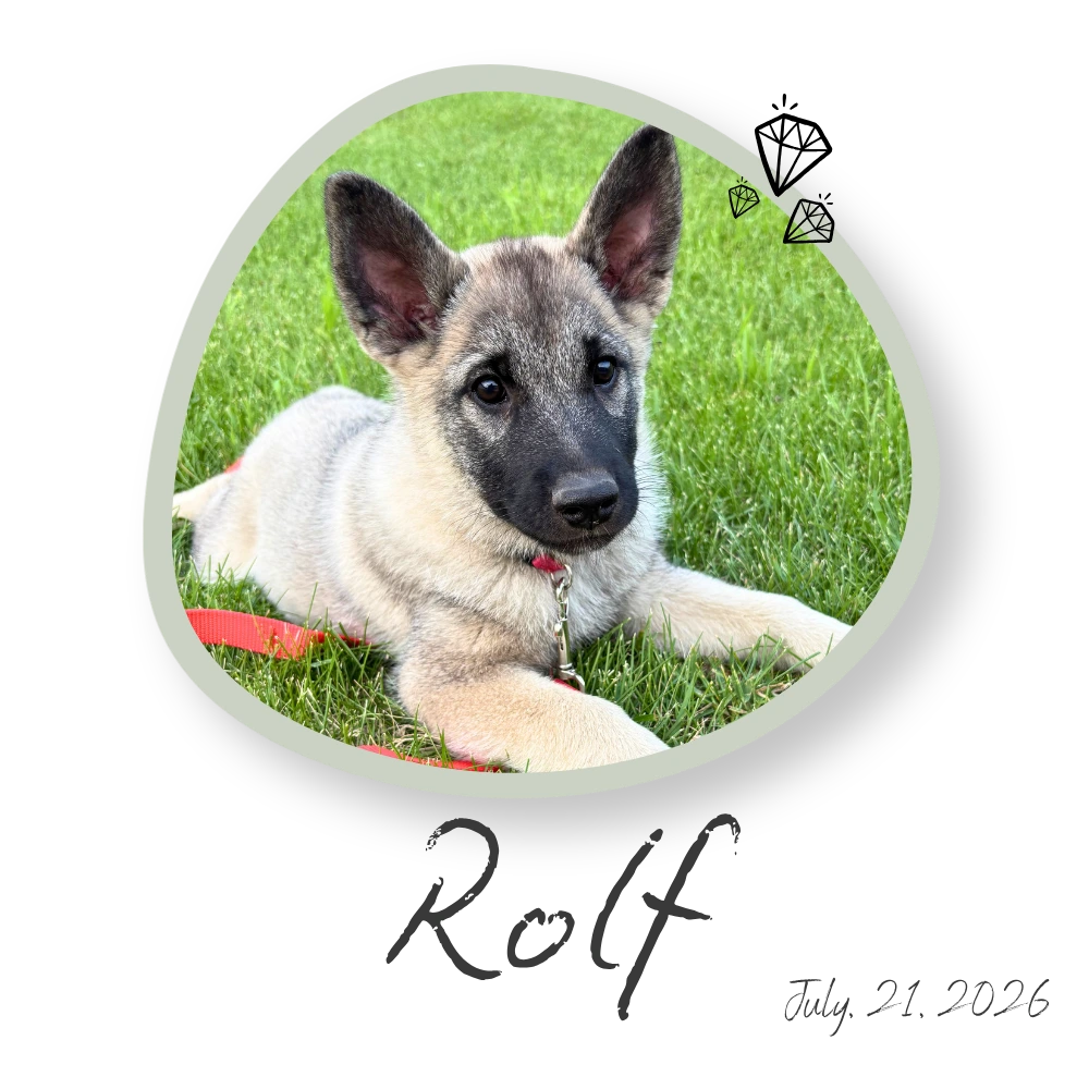 Rolf, Norwegian Elkhound Puppy Manitoba