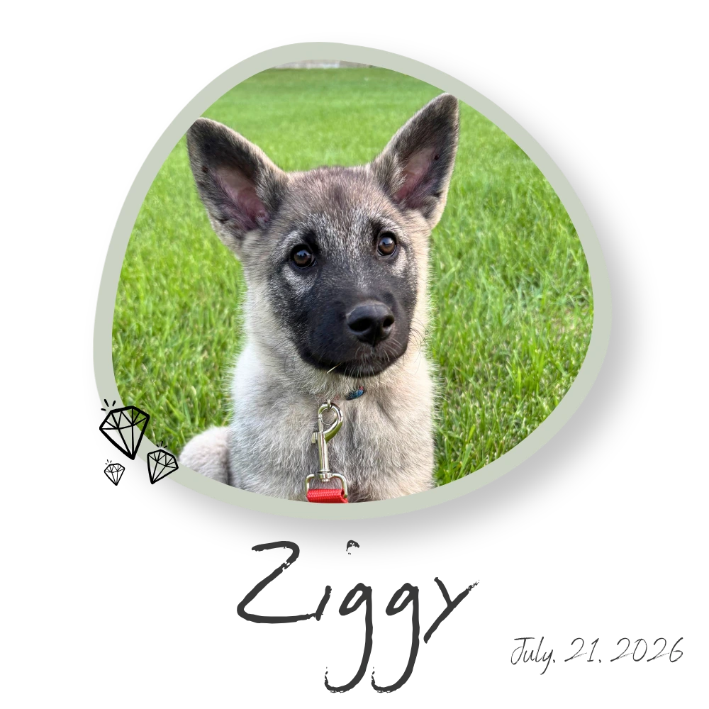 Ziggy, Norwegian Elkhound Puppy Manitoba
