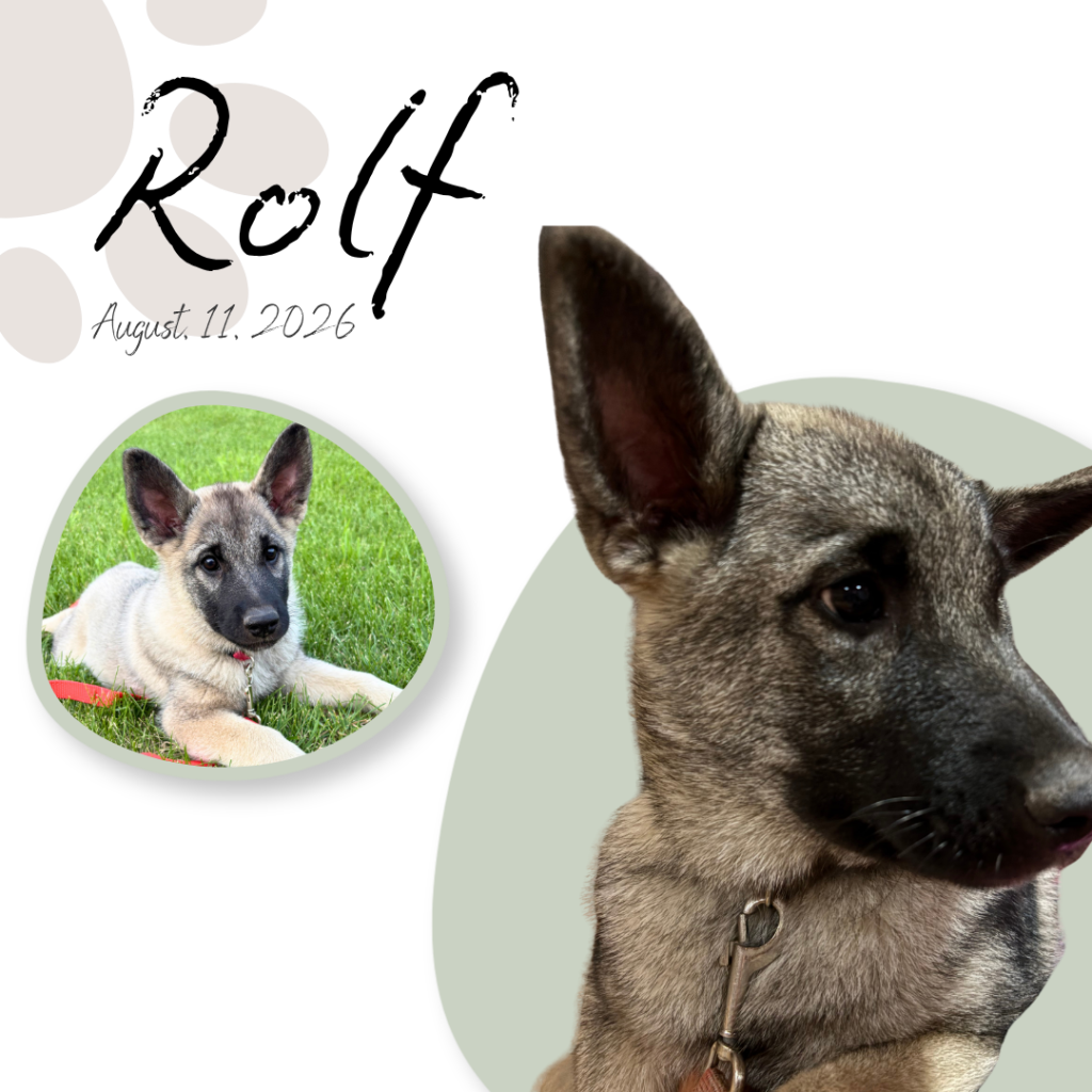 Rolf Rolf, Norwegian Elkhound Puppy Manitoba