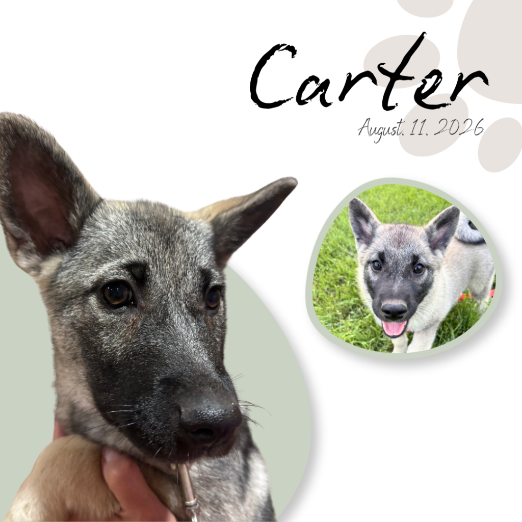 Carter Carter, Norwegian Elkhound Puppy Manitoba